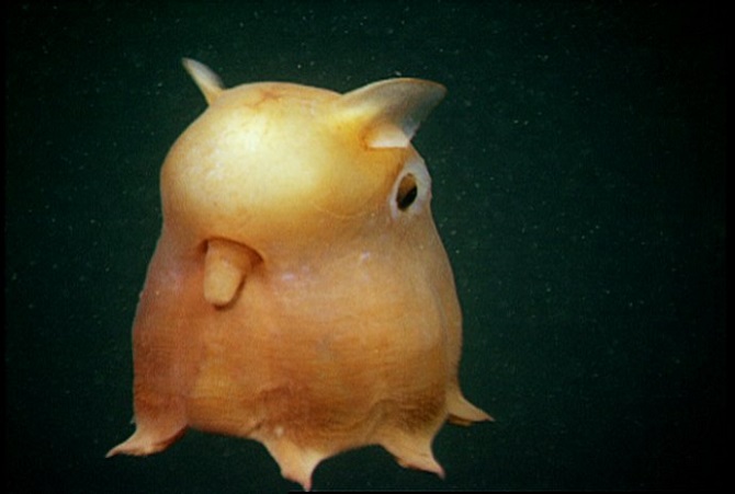 animal from the deep-sea