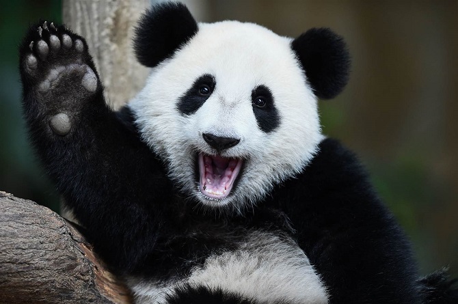 cute panda